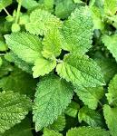 SPEARMINT ,PEPPERMINT ,PARSLEY ,MORINGA ,LEMON GRASS ,HERBS