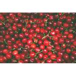 Organic Cherries 