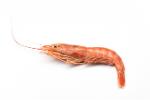 Argentine Shrimps