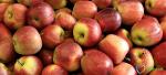 Gloster apples