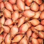 shallots around 5 KG