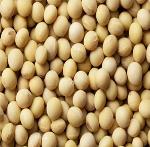 Soybeans