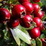 Hawthorn CO2 extract (Crataegus monogyna)