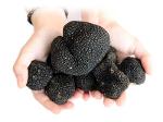 Fresh Black Truffle