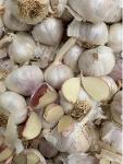 MORADO GARLIC