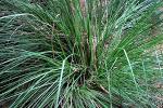 Organic Vetiver essential oil