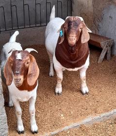 Live Boer Goats