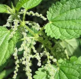 Dried nettle leaves