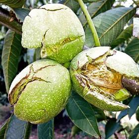 Walnut seedlings