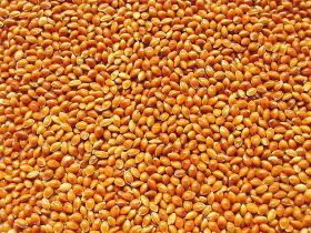 Red Millet