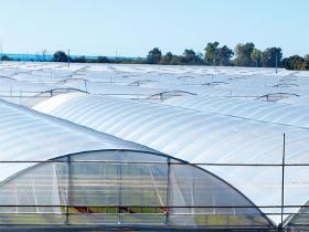 Greenhouse Cover Nylon , Polycarbone 