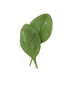 Spinach