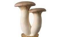 King Trumpet Mushroom