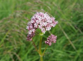 Valerian absolute (Valeriana officinalis)