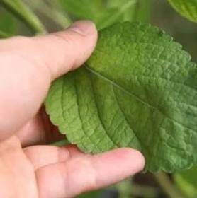 Dried vana tulsi