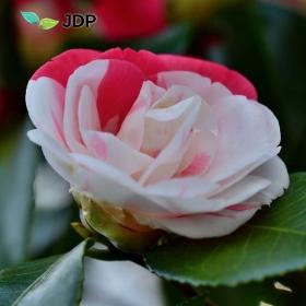 Camellia Japonica vegetable oil