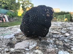 Fresh truffle