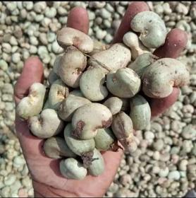 Raw Cashew from Burkina Faso, Côte d´Ivoire