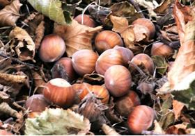 Hazelnuts plant Tonda Gentile Romana