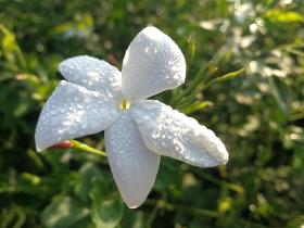 Jasmine Grandiflorum Absolute (Jasminum grandiflorum)