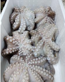 Octopus