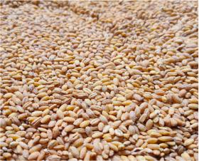 Pearl barley