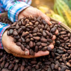 Cocoa Beans