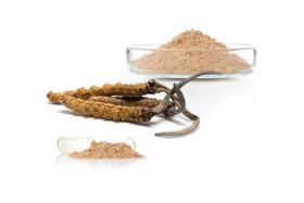 Cordyceps sinensis extract, powder and capsules