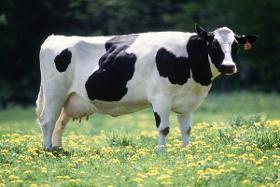 Holstein Cow