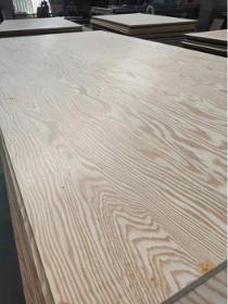 POPLAR PLYWOOD