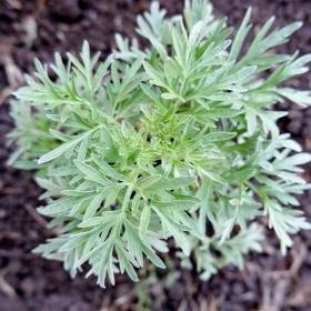 White Wormwood CO2 Extract (Artemisia Absinthium)