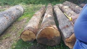 Red Oak Logs