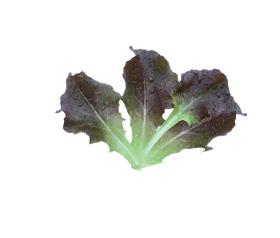 Lettuce