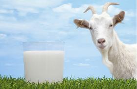 Full cream goat milk powder