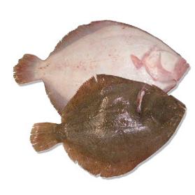 Atlantic Turbot