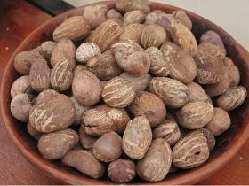 Shea almond Burkina Faso