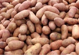 Sweet potatoes