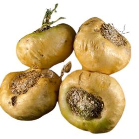 Maca Extract