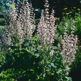 Clary sage essential oil
