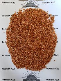 sorghum