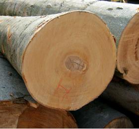 European White Ash Logs