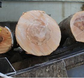 Radiata Pine Logs