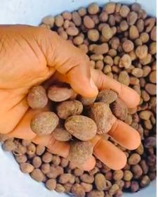 Raw unrefined shea nuts- wholesale