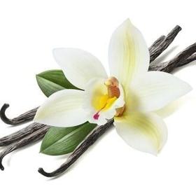 Vanilla Absolute (Vanilla Planifolia)