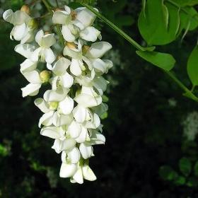 Acacia absolute (Robinia pseudoacacia)