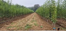 Pear fruit tree