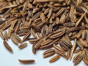 Organic cumin 99,8%, czech BIO biennial 