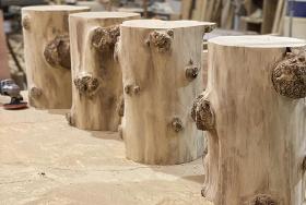 Acacia stumps