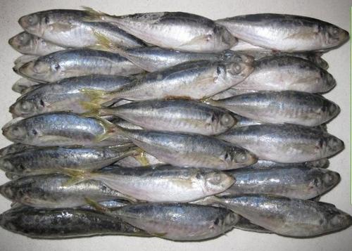 Frozen Mackerel Fish