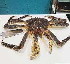 Live King Crab